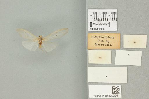 Polymorphanisus ocularis Ulmer, 1906 - 013323361_additional