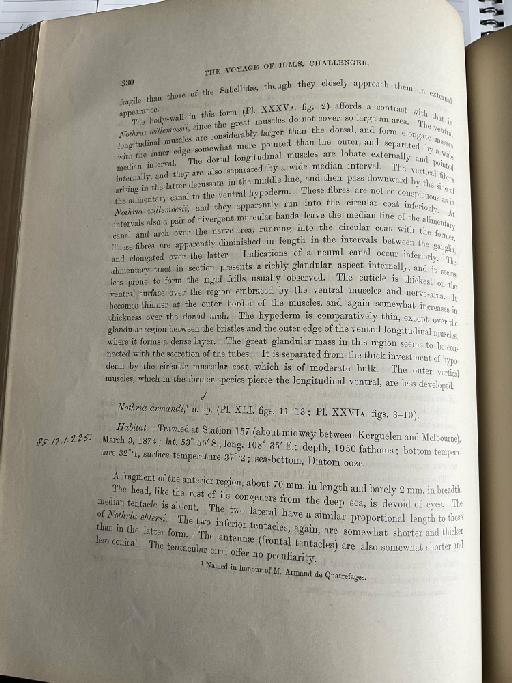 Marphysa goodsiri McIntosh, 1885 - Challenger Polychaete Scans of Book 185