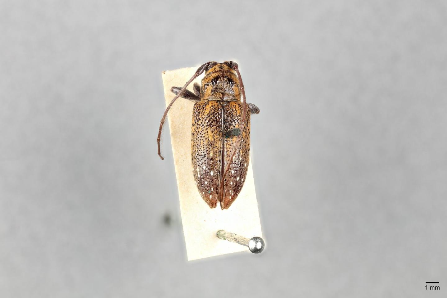 Hestimoides compactus