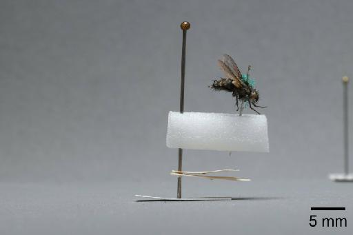 Sarcophaga (Myorhina) nigriventris Meigen, 1826 - 015092327_lateral