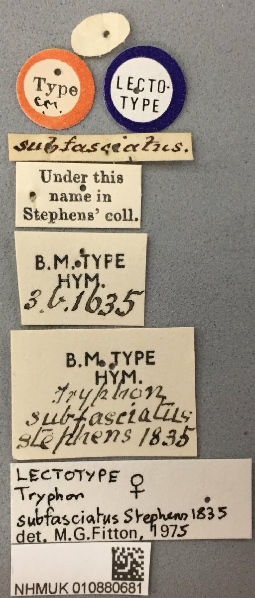 Tryphon subfasciatus Stephens, 1835 - 010880681_Rhorus_subfasciatus_holotype_labels