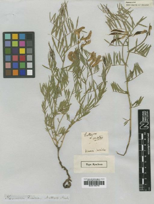 Lathyrus ornatus Nutt. - BM001042776