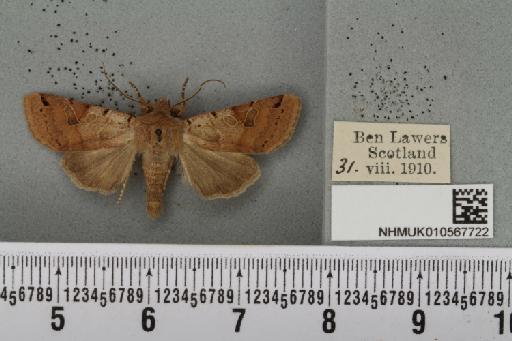 Agrochola litura (Linnaeus, 1761) - NHMUK_010567722_625350