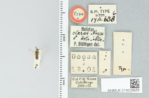 Lasioglossum (Ctenonomia) clarum (Nurse, 1902) - 014029956_108864_464528-