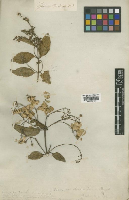 Mascagnia hiraea (Gaertn) Rendle - BM000797159