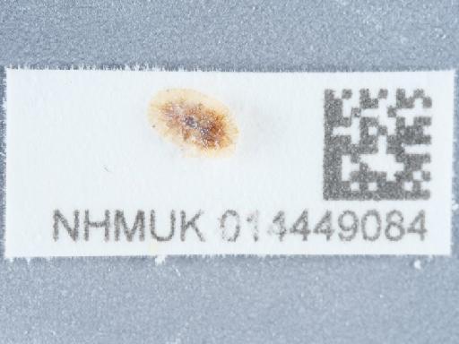 Coccus hesperidum Linnaeus, 1758 - 014449084_3