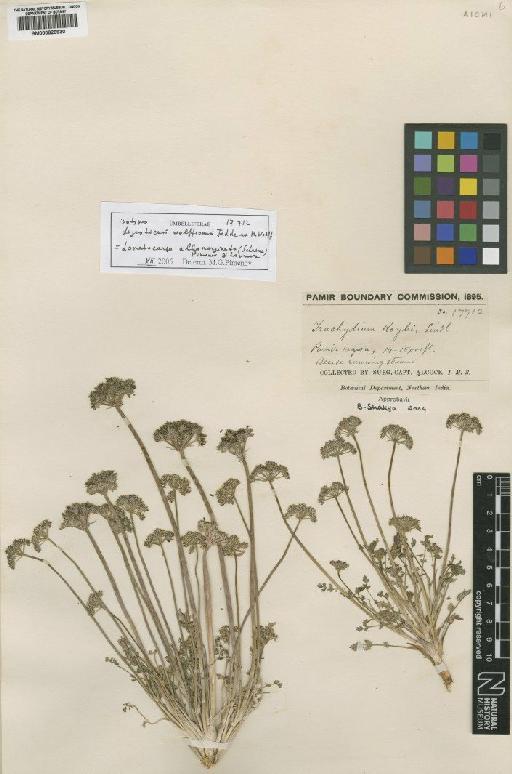 Lomatocarpa albomarginata (Schrenk) Pimenov & Lavrova - BM000826930