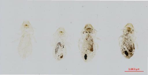 Penenirmus zeylandicus Dalgleish, 1967 - 010684540__2017_08_10-Scene-2-ScanRegion1