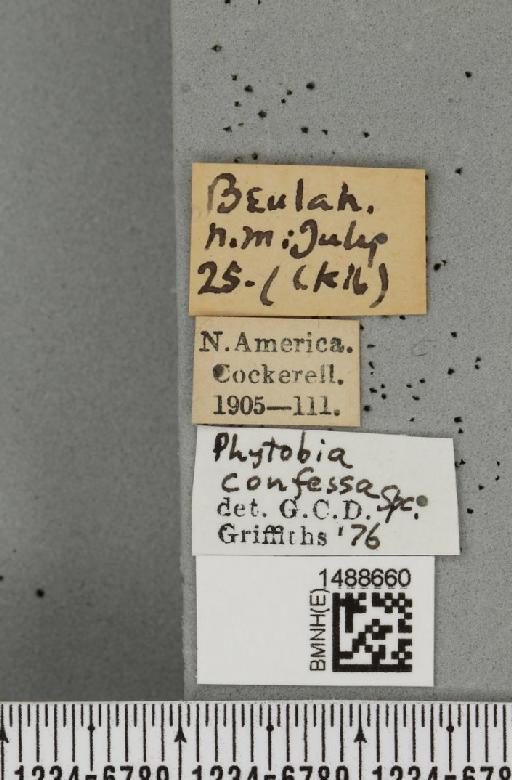 Phytobia confessa Spencer, 1969 - BMNHE_1488660_label_52507