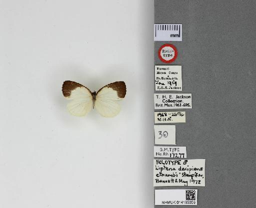 Liptena decipiens etoumbi Stempffer, Bennett & May, 1974 - 014185059_Liptena_decipiens_etoumbi_Dorsal