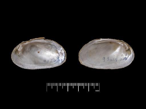 Unio calamitarum subterclass Palaeoheterodonta Morelet, 1849 - 1893.2.4.1587, SYNTYPE, Unio dactylus Morelet, 1845