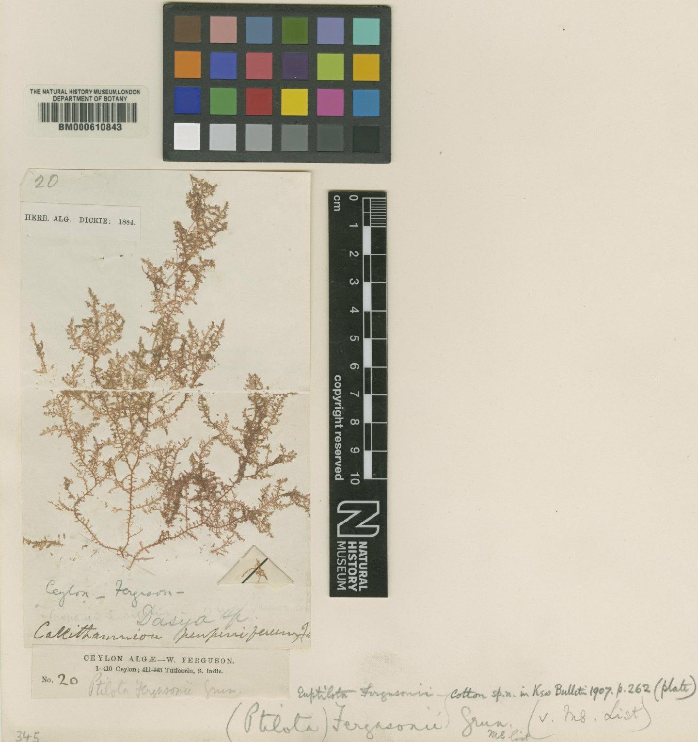 To NHMUK collection (Euptilota fergusonii Cotton; Type; NHMUK:ecatalogue:4789316)