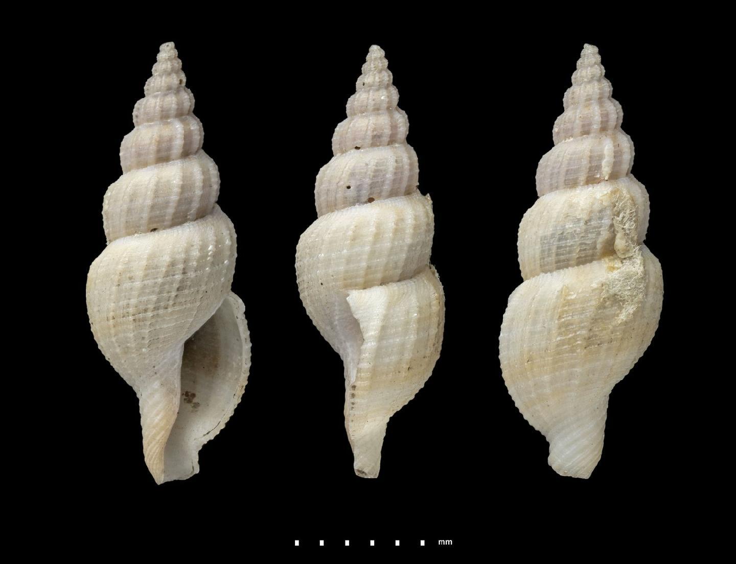 To NHMUK collection (Pleurotoma (Daphnella) macandrewi Smith, 1882; HOLOTYPE; NHMUK:ecatalogue:7835672)