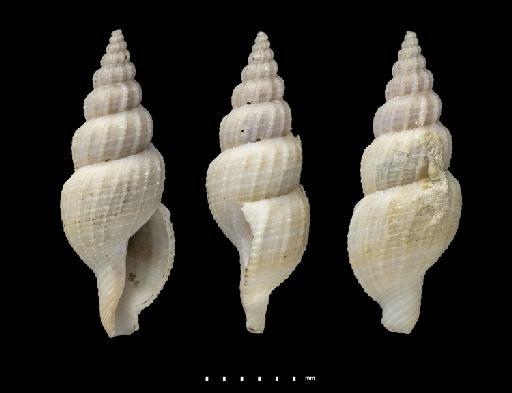 Pleurotoma (Daphnella) macandrewi Smith, 1882 - 1874.5.26.9