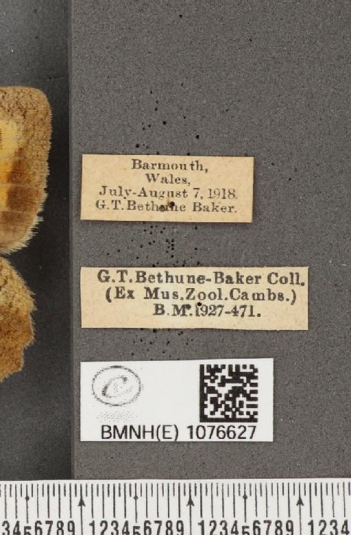 Maniola jurtina insularis (Thomson, 1969) - BMNHE_1076627_label_60396