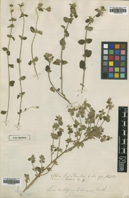 Leucas mollissima var. chinensis Benth. - BM000950507