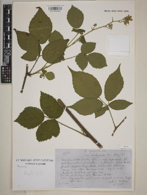 Rubus purpuratus subsp. brachyandroides (Sudre) Sudre ex Kük. - BM013865856