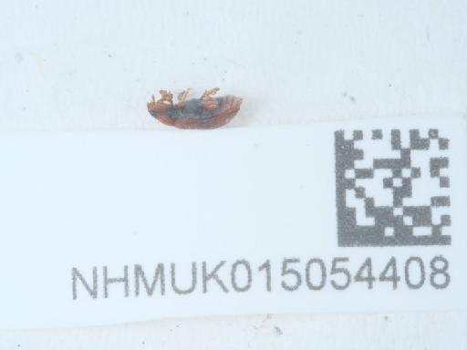 Coccidula rufa (Herbst, 1783) - 015054408_1