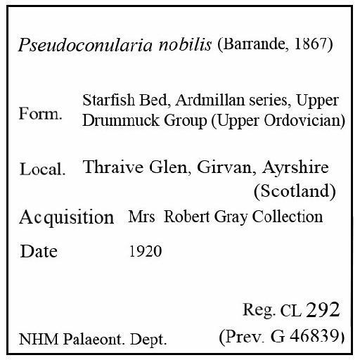 Pseudoconularia nobilis (Barrande, 1867) - CL 292. Pseudoconularia nobilis (label)