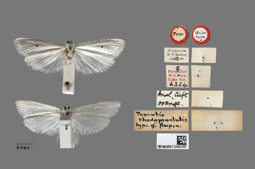 Topeutis rhodoproctalis Hampson, 1919 - 010293397_Topeutis_rhodoproctalis_holotype_figureplate