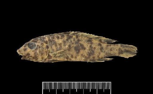 Labeotropheus trewavasae Fryer, 1956 - BMNH 1965.11.2.2-12, PARATYPE, Labeotropheus trewavasae b