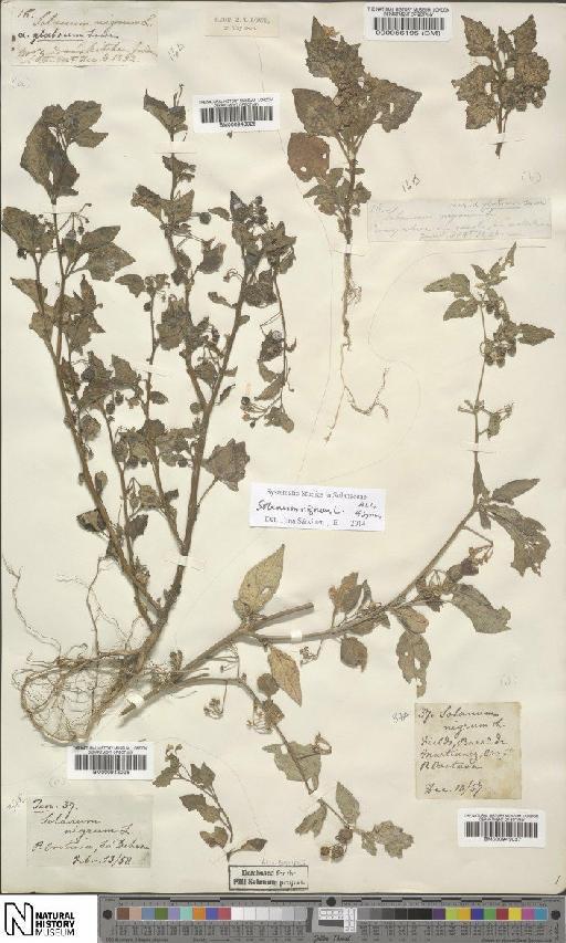 Solanum nigrum L. - BM000943027