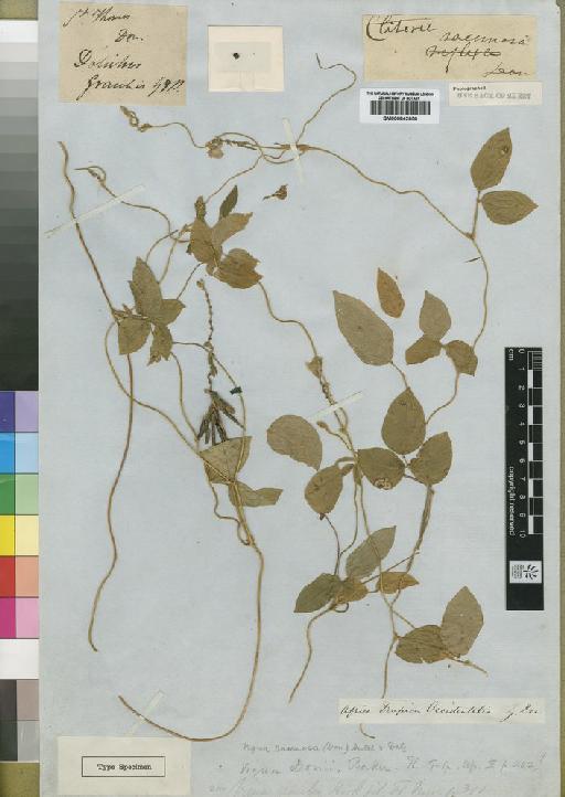 Vigna racemosa (G.Don) Hutch. & Dalziel - BM000842650