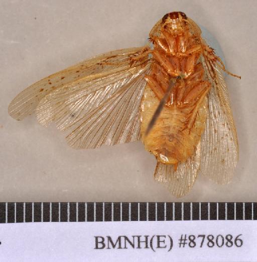 Jagrehnia princisi Kumar, 1975 - Jagrehnia princisi Kumar, 1975, male, holotype, ventral. Photographer: Heidi Hopkins. BMNH(E)#878086