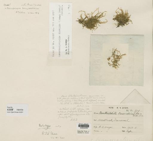 Rhacopilopsis trinitensis (Müll.Hal.) E.Britton & Dixon - BM000662669