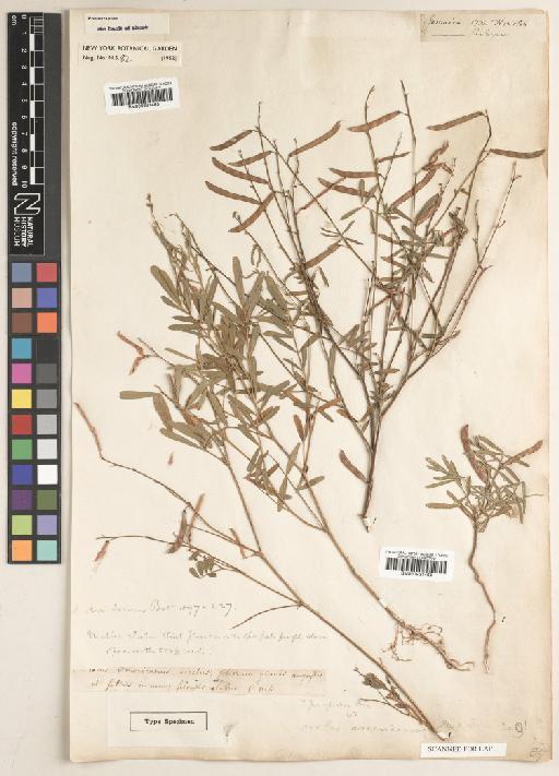 Tephrosia purpurea (L.) Pers. - BM000931463