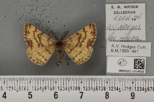 Ematurga atomaria (Linnaeus, 1758) - BMNHE_1914928_487241