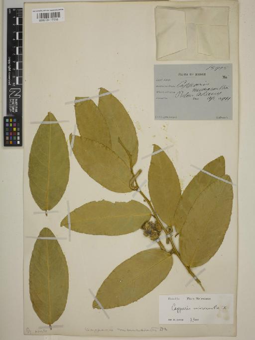 Capparis micrantha DC. - BM013419558