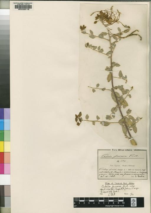 Cadaba farinosa subsp. adenotricha (Gilg & Gilg-Ben.) Graham - BM000629148