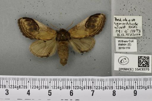 Notodonta ziczac ziczac (Linnaeus, 1758) - BMNHE_1643079_244676