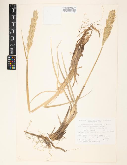 Elymus mollis Trin. - 000064779