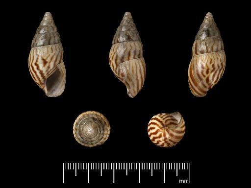 Achatina zebriolata Morelet, 1866 - 1893.2.4.144-145, Syntypes, Achatina zebriolata Morelet, 1866 -