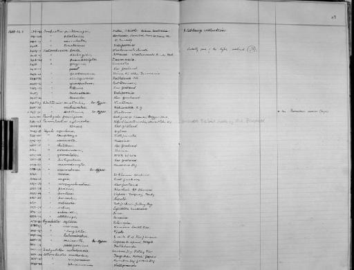 Talorchestia tridentata parvorder Talitridira epifamily Talitroidae Stebbing, 1899 - Zoology Accessions Register: Crustacea - Budde Lund Collection 1921 & Stebbing Collection 1928: page 49