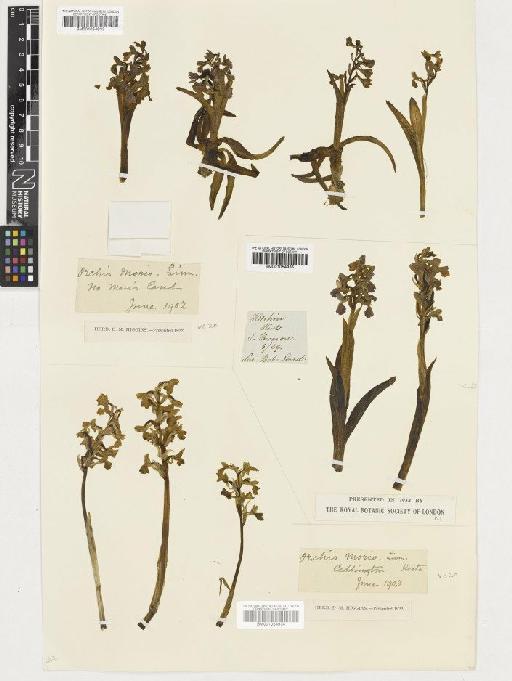 Anacamptis morio (L.) R.M.Bateman, Pridgeon & M.W.Chase - BM001054935