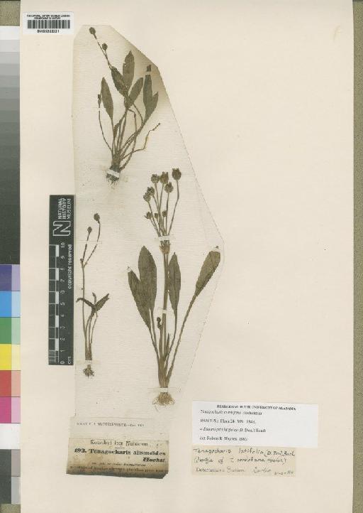Butomopsis latifolia (D.Don) Kunth - BM000922221