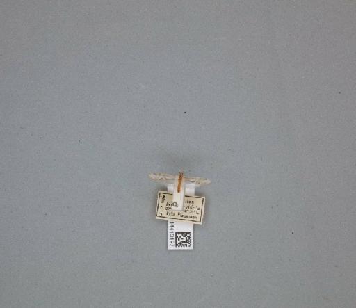 Nectopsyche separata (Banks, 1920) - 014413197_261474_1752099