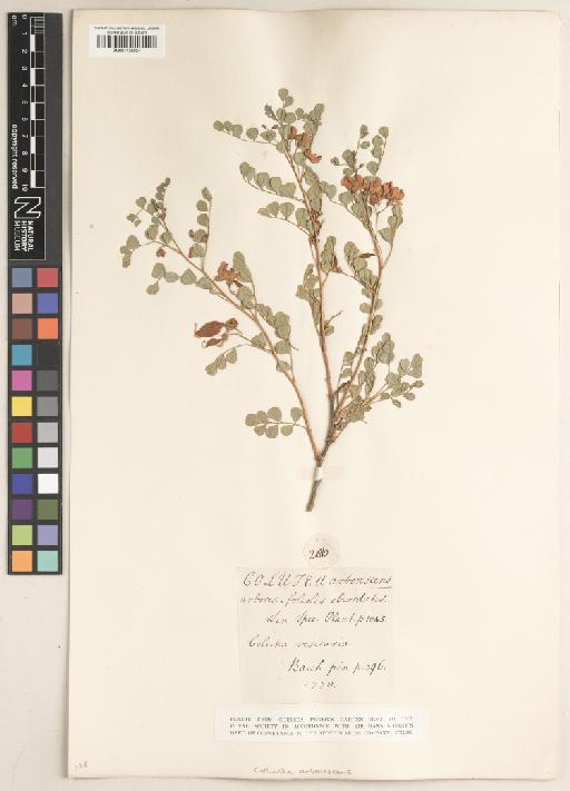 Colutea arborescens L. - BM001135934