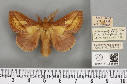 Euthrix potatoria ab. lilacina Cockayne, 1951 - BMNHE_1528391_196899