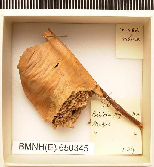 Polybia pygmea - Hymenoptera Nest BMNH(E) 650345