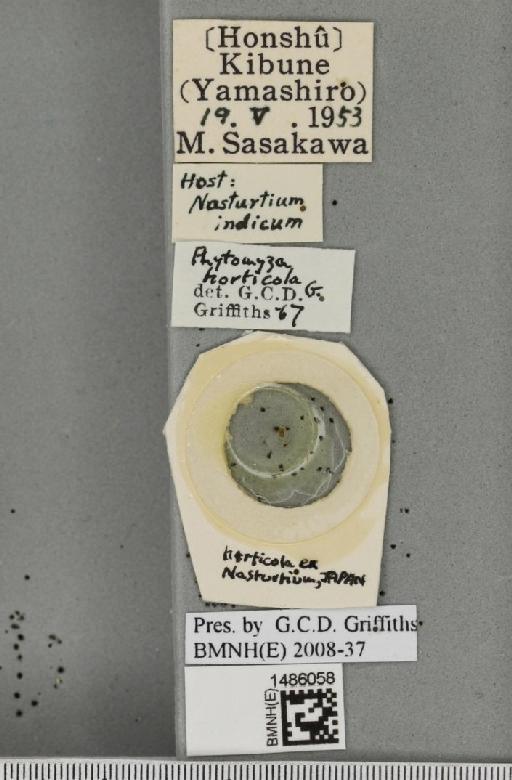 Chromatomyia horticola (Goureau, 1851) - BMNHE_1486058_label_48668