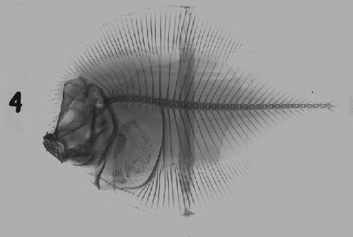 Bothus myriaster (Temminck & Schlegel, 1846) - BMNH 1933.6.12.4 Bothus myriaster