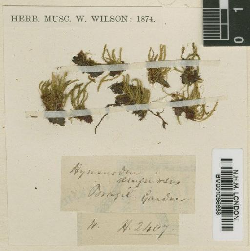 Hymenodon aeruginosus (Hook.f. & Wilson) Müll.Hal. - BM001086888