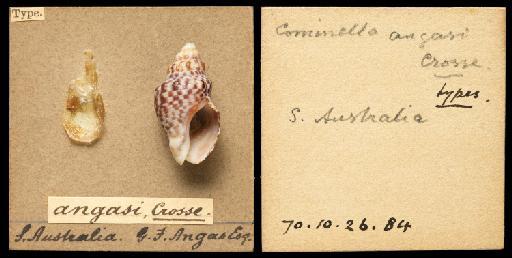 Buccinum angasi Crosse, 1864 - 1870.10.26.84_label