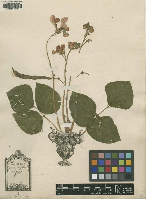 Phaseolus vulgaris L. - BM000646594