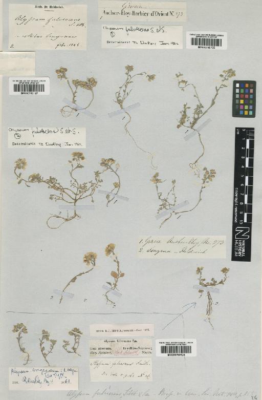 Alyssum smyrnaeum C.A.Mey. - BM000750125