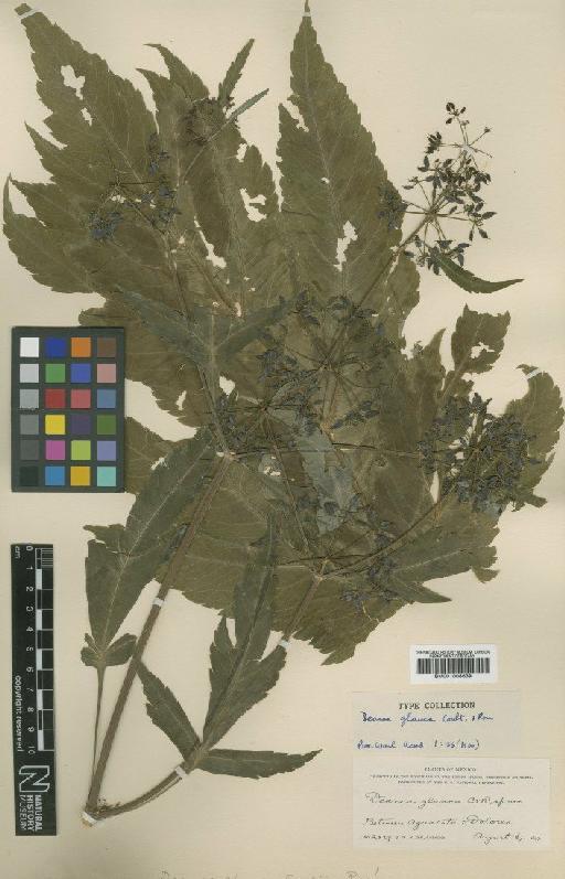 Rhodosciadium macrophyllum Mathias & Constance - BM001008639